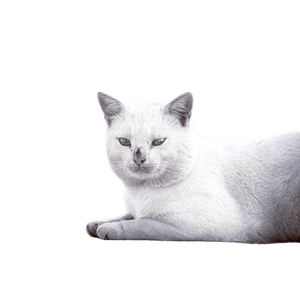 A Serene White Cat Lounging Outdoors With A Neutral Backdrop, Captured In Tunisia. 15389 - Cat PNG image with transparent background